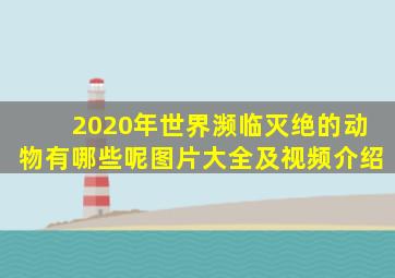 2020年世界濒临灭绝的动物有哪些呢图片大全及视频介绍