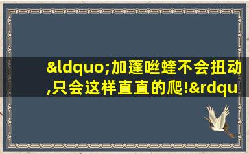 “加蓬咝蝰不会扭动,只会这样直直的爬!”