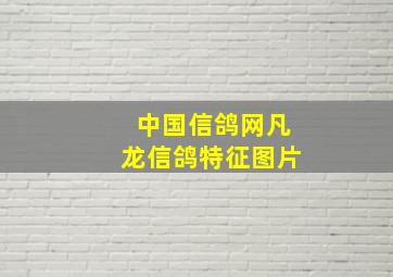 中国信鸽网凡龙信鸽特征图片