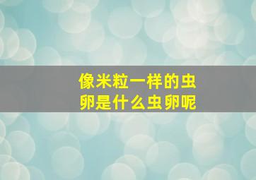 像米粒一样的虫卵是什么虫卵呢