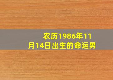 农历1986年11月14日出生的命运男