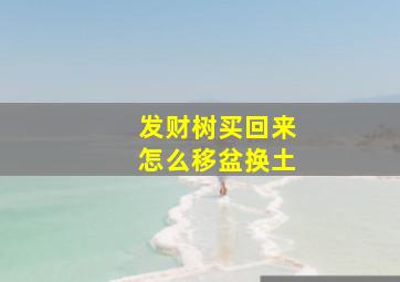 发财树买回来怎么移盆换土