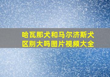 哈瓦那犬和马尔济斯犬区别大吗图片视频大全