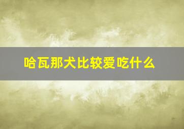 哈瓦那犬比较爱吃什么