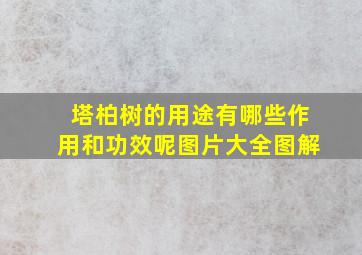 塔柏树的用途有哪些作用和功效呢图片大全图解