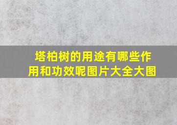 塔柏树的用途有哪些作用和功效呢图片大全大图