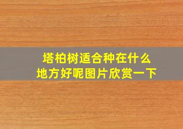 塔柏树适合种在什么地方好呢图片欣赏一下