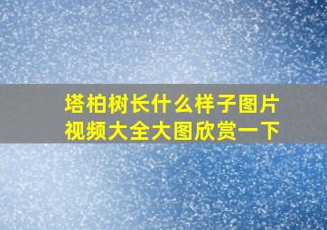 塔柏树长什么样子图片视频大全大图欣赏一下