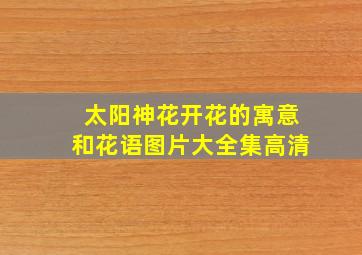 太阳神花开花的寓意和花语图片大全集高清