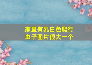 家里有乳白色爬行虫子图片很大一个