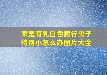 家里有乳白色爬行虫子特别小怎么办图片大全