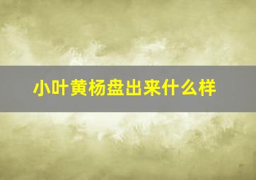 小叶黄杨盘出来什么样