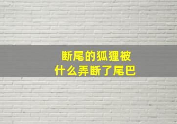 断尾的狐狸被什么弄断了尾巴