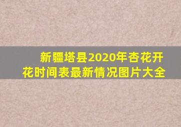 新疆塔县2020年杏花开花时间表最新情况图片大全