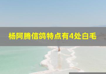 杨阿腾信鸽特点有4处白毛