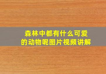 森林中都有什么可爱的动物呢图片视频讲解