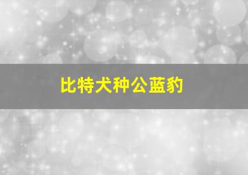 比特犬种公蓝豹