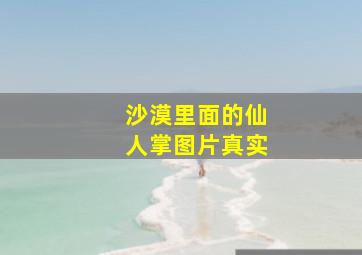 沙漠里面的仙人掌图片真实