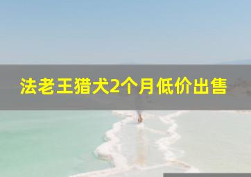 法老王猎犬2个月低价出售