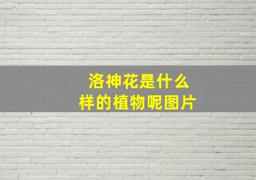 洛神花是什么样的植物呢图片