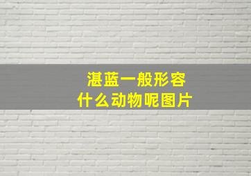 湛蓝一般形容什么动物呢图片