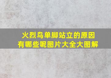 火烈鸟单脚站立的原因有哪些呢图片大全大图解