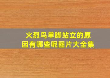 火烈鸟单脚站立的原因有哪些呢图片大全集