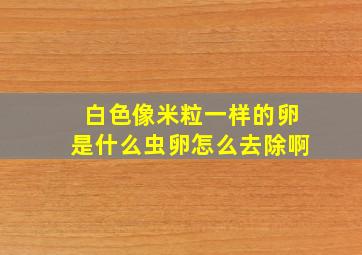 白色像米粒一样的卵是什么虫卵怎么去除啊