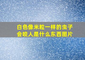 白色像米粒一样的虫子会咬人是什么东西图片