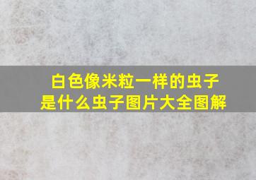 白色像米粒一样的虫子是什么虫子图片大全图解