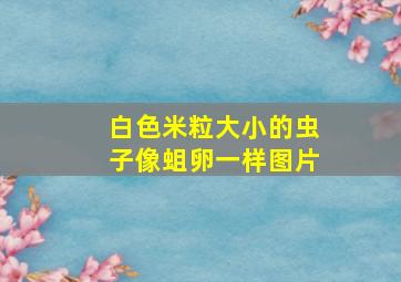 白色米粒大小的虫子像蛆卵一样图片