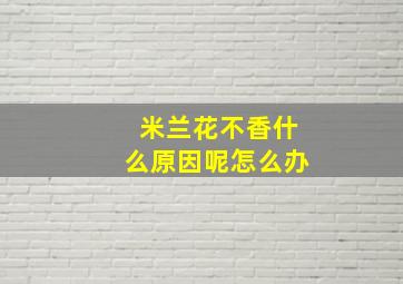 米兰花不香什么原因呢怎么办