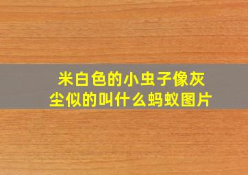 米白色的小虫子像灰尘似的叫什么蚂蚁图片