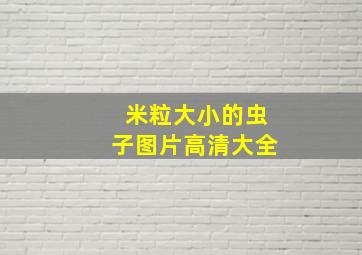 米粒大小的虫子图片高清大全