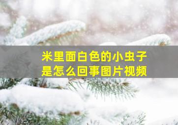 米里面白色的小虫子是怎么回事图片视频