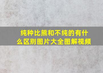 纯种比熊和不纯的有什么区别图片大全图解视频