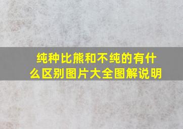 纯种比熊和不纯的有什么区别图片大全图解说明