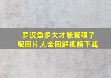 罗汉鱼多大才能繁殖了呢图片大全图解视频下载