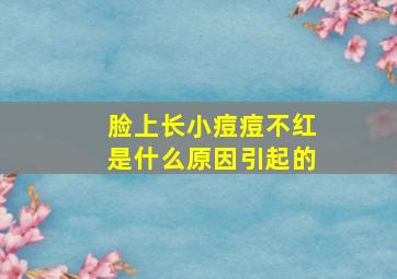 脸上长小痘痘不红是什么原因引起的