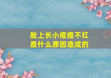 脸上长小痘痘不红是什么原因造成的