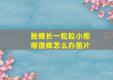 脸颊长一粒粒小疙瘩很痒怎么办图片