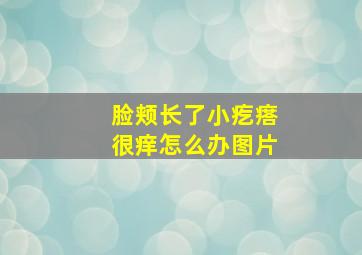 脸颊长了小疙瘩很痒怎么办图片