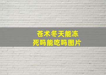 苍术冬天能冻死吗能吃吗图片