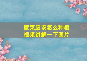 菠菜应该怎么种植视频讲解一下图片