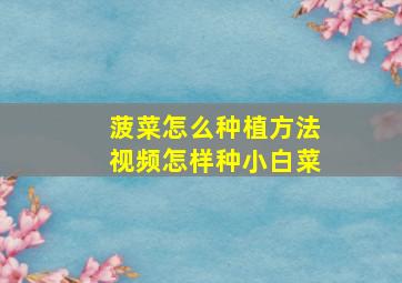 菠菜怎么种植方法视频怎样种小白菜