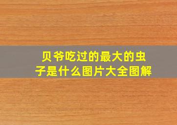 贝爷吃过的最大的虫子是什么图片大全图解