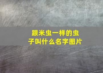 跟米虫一样的虫子叫什么名字图片