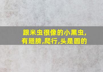 跟米虫很像的小黑虫,有翅膀,爬行,头是圆的