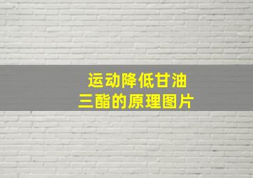 运动降低甘油三酯的原理图片