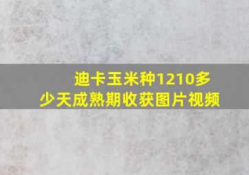 迪卡玉米种1210多少天成熟期收获图片视频